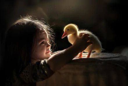 A little girl gently holds a baby duckling, captured in a warm, soft light, creating a charming HD desktop wallpaper featuring a child and a duck.