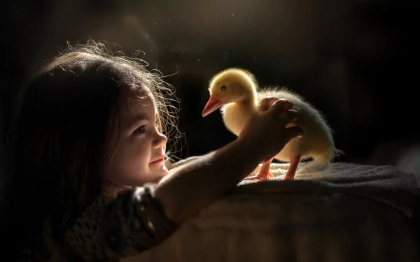duckling baby animal duck little girl photography child HD Desktop Wallpaper | Background Image