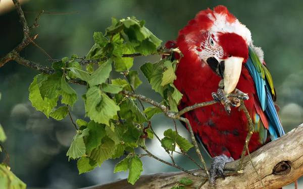 A vibrant red-and-green macaw perched on a branch nibbling on a twig, set against a blurred natural background in this HD PC desktop wallpaper.