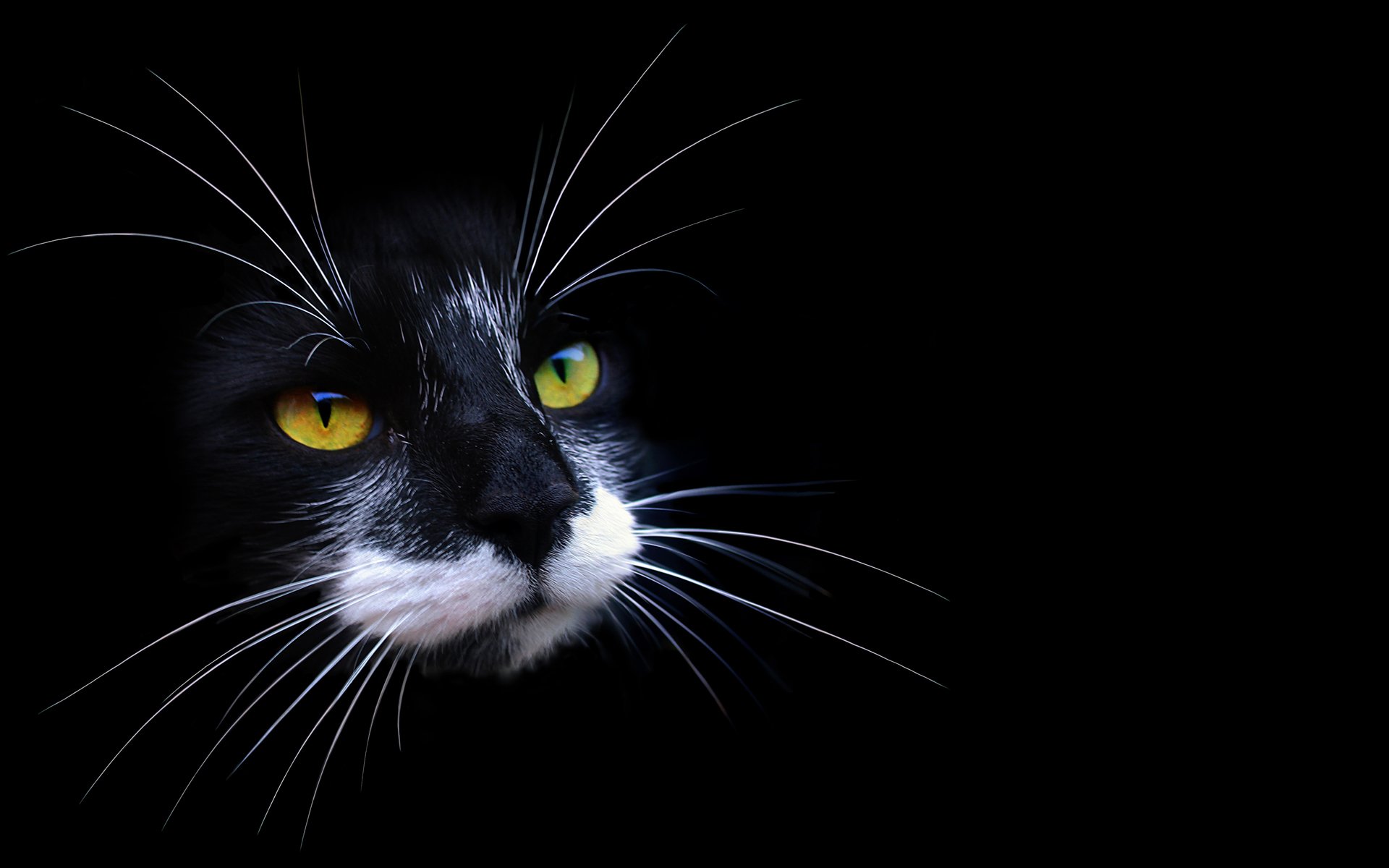 HD desktop wallpaper of a black cat with striking yellow eyes and white whiskers, set against a dark background.