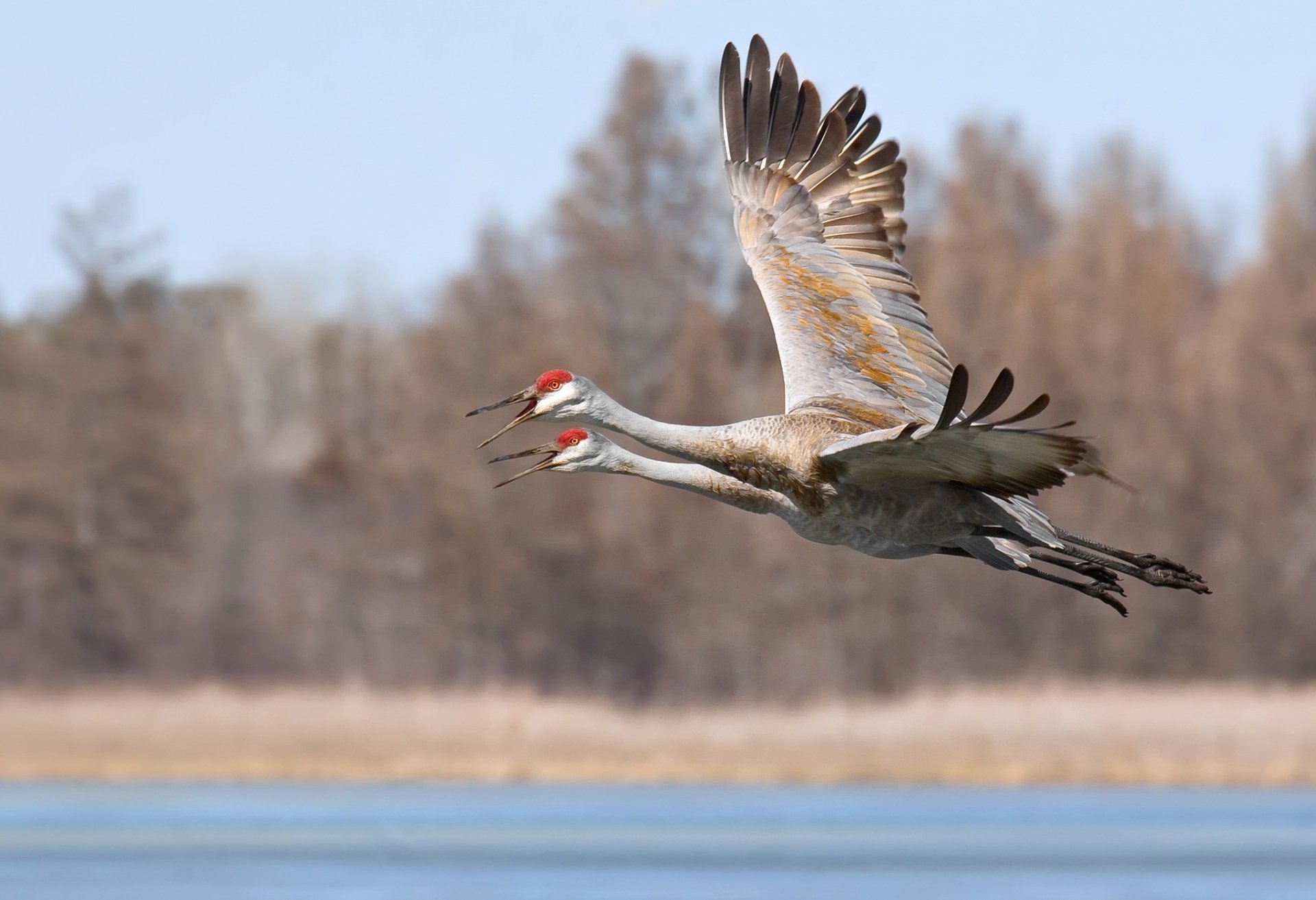 Download Bird Crane Animal Sandhill Crane HD Wallpaper