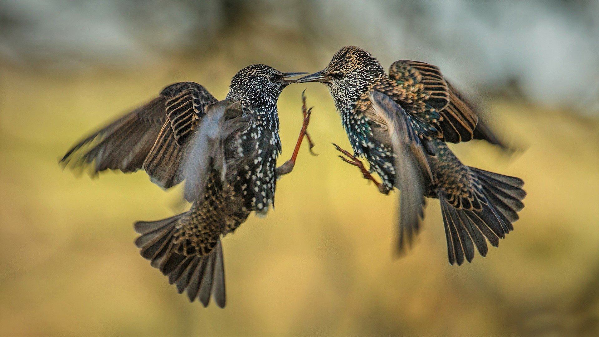 Download Close-up Flying Animal Starling HD Wallpaper