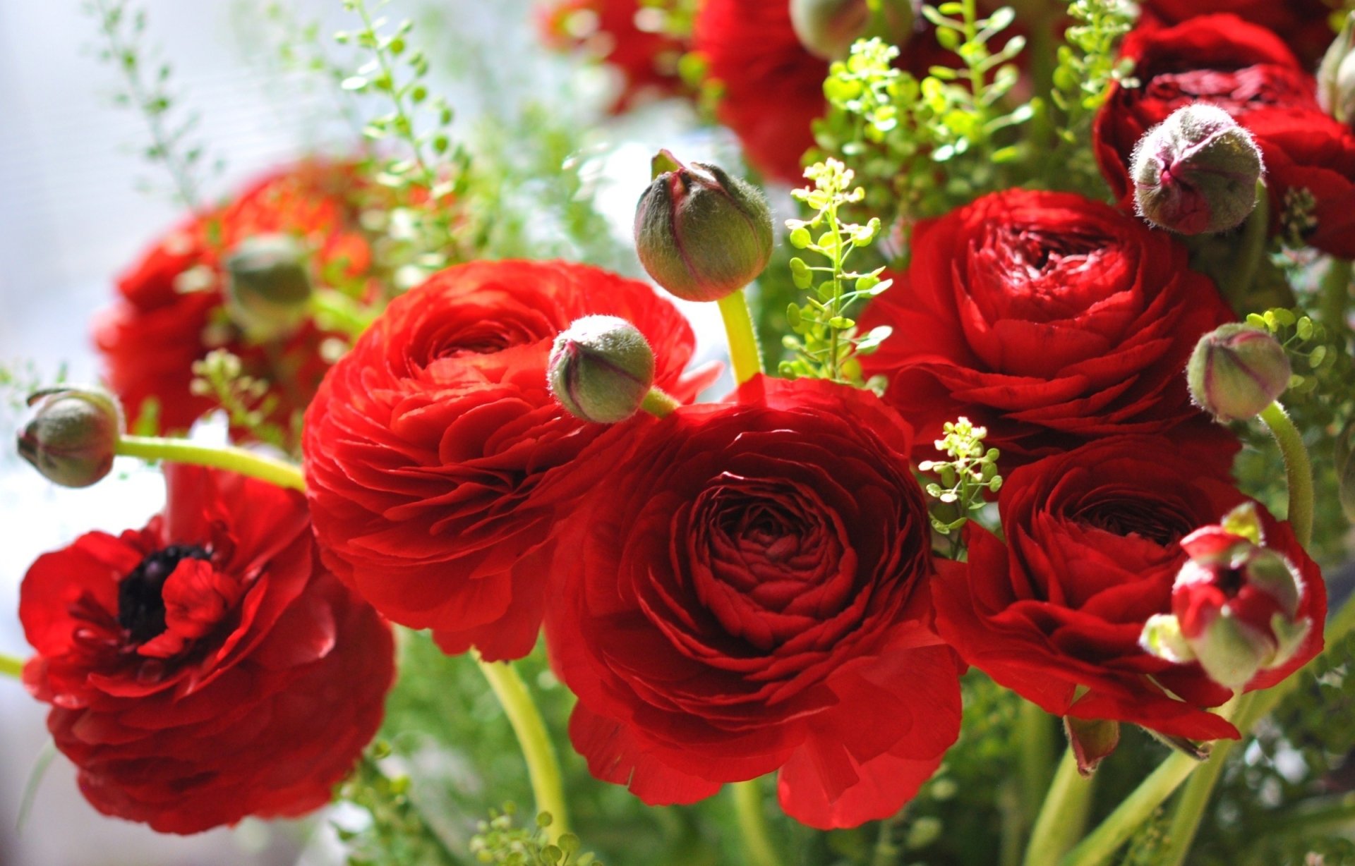 HD PC desktop wallpaper of vibrant red ranunculus flowers and buds against soft green foliage, nature-themed floral background.