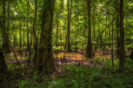 Lush North Carolina, USA forest of tall trees and dense greenery around a sunlit swamp pool — 2K Quad HD PC desktop wallpaper background.