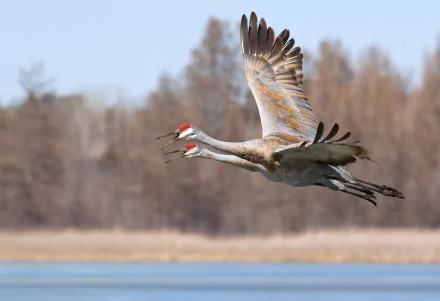 bird Animal Sandhill Crane Crane (bird) HD Desktop Wallpaper | Background Image