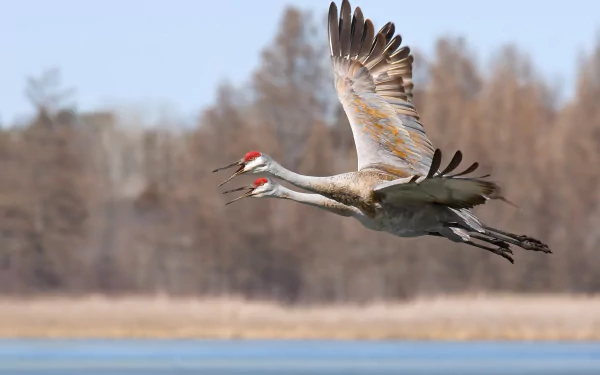 bird Animal Sandhill Crane Crane (bird) HD Desktop Wallpaper | Background Image