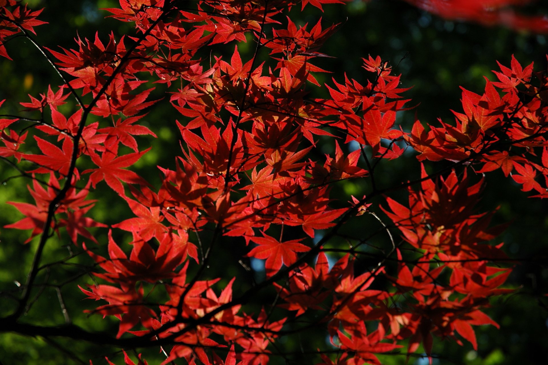 Download Nature Leaf HD Wallpaper by creso