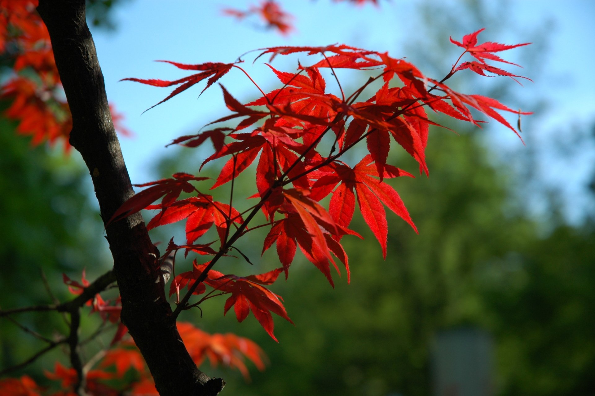 Download Leaf Nature Fall HD Wallpaper by creso