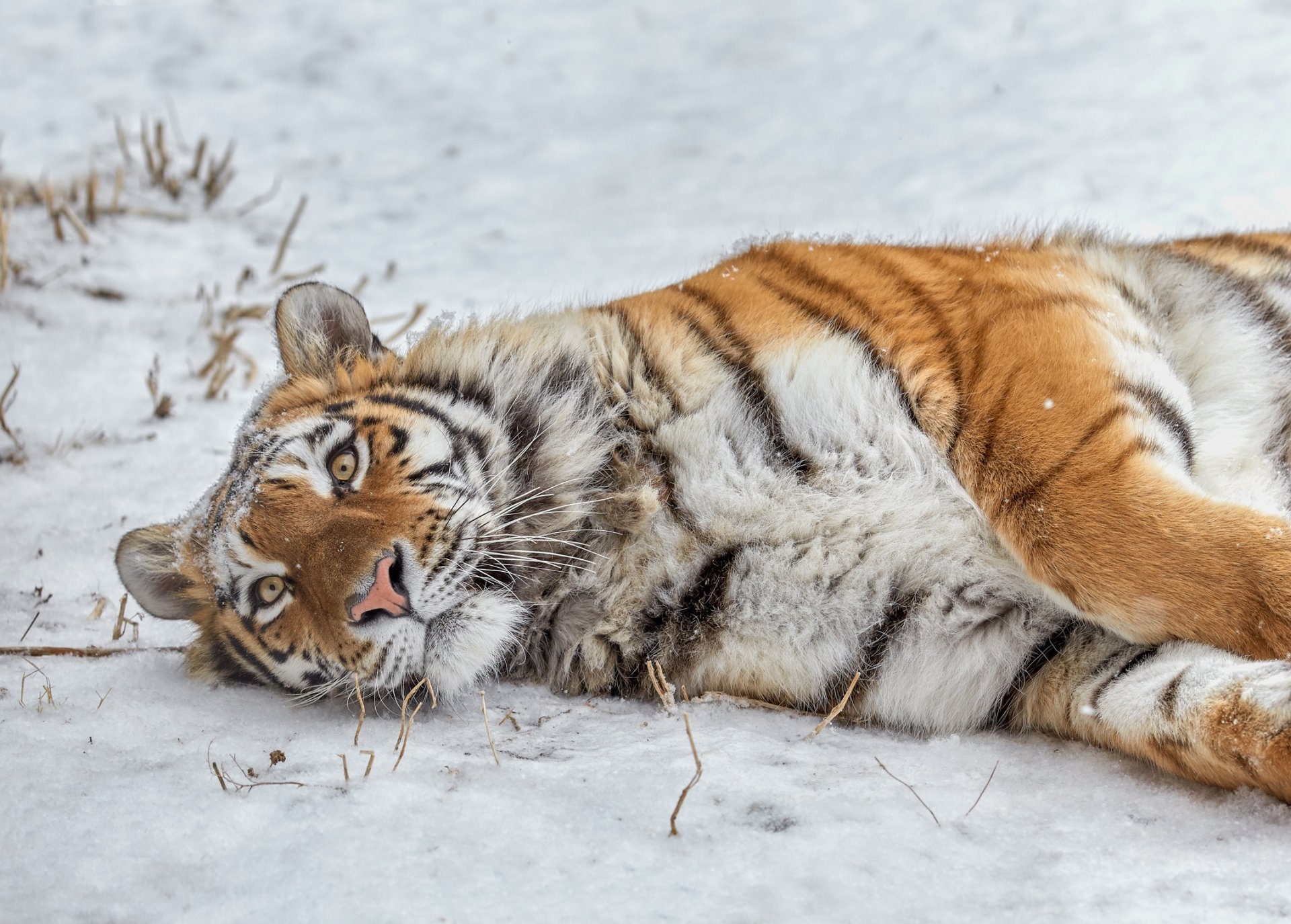 HD desktop wallpaper of a tiger lying in the snow, showcasing its detailed fur and striking eyes in a natural, snowy environment.