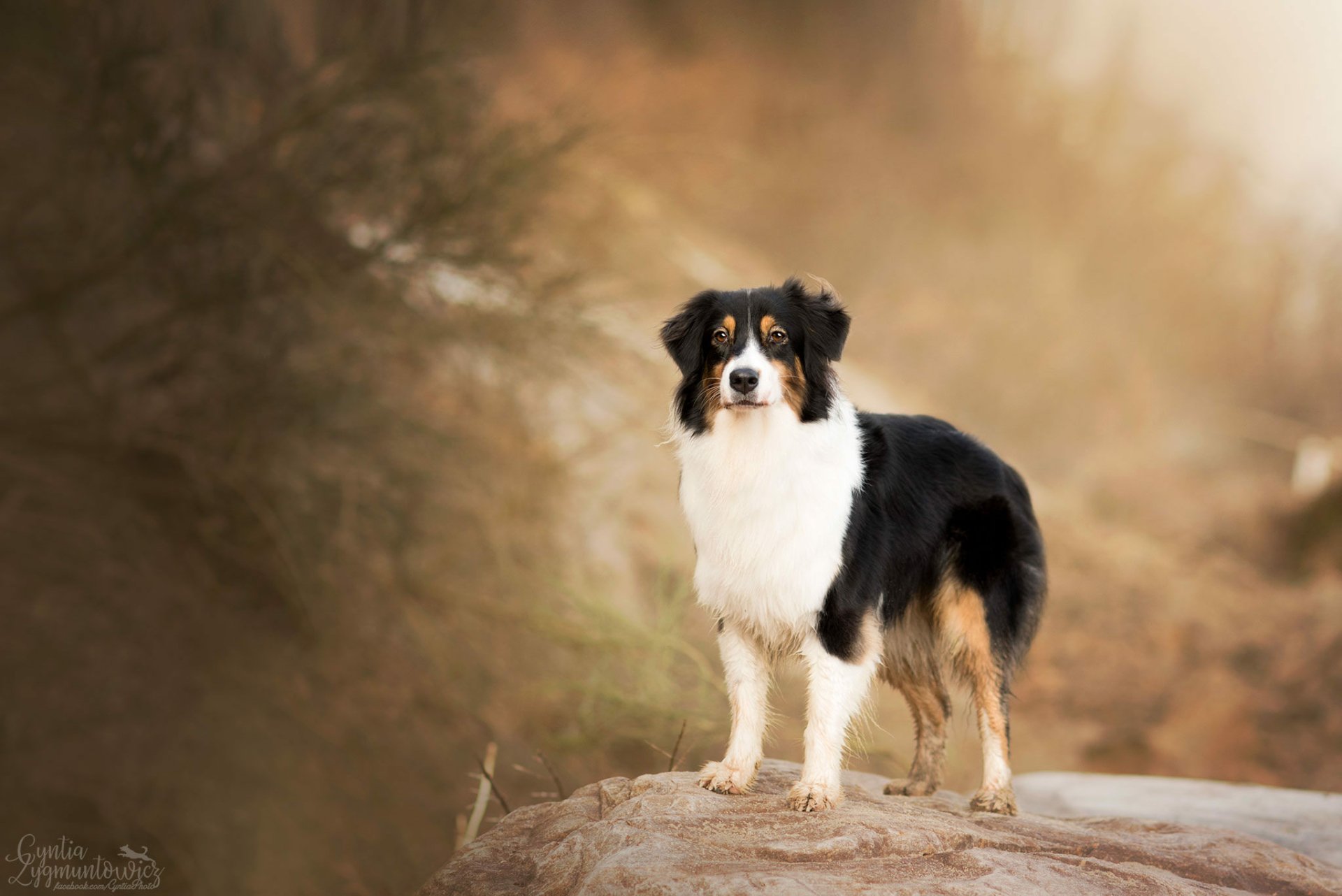 Download Animal Australian Shepherd HD Wallpaper by Cyntia Zygmuntowicz