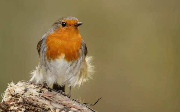 Close-up of a robin (bird, animal) perched on a weathered branch, presented as a 2K Quad HD PC desktop wallpaper/background.