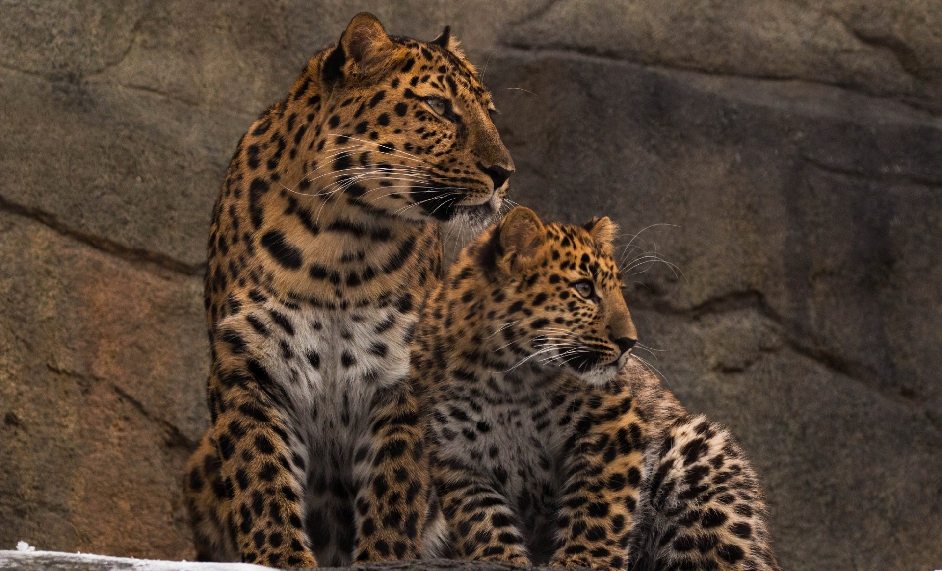 HD desktop wallpaper featuring a leopard mother and her cub resting together against a rocky background, showcasing the bond between baby animal and adult.