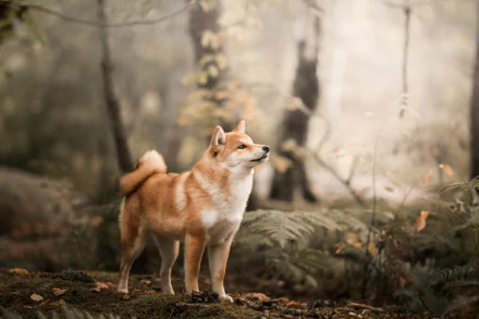 A Shiba Inu stands in a misty forest with soft, blurred background creating a depth of field effect. The HD wallpaper showcases the dog in a serene natural setting.