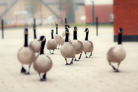 HD desktop wallpaper featuring a group of Canada geese walking on a paved surface with a blurred background, highlighting the birds in sharp focus.