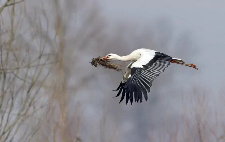 White stork in flight carrying nesting material, captured in sharp detail against a blurred natural background, HD desktop wallpaper showcasing this elegant bird.