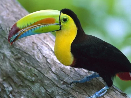 A vibrant toucan with a large, colorful beak perches on a tree branch, set against a lush green background. This image captures the beauty of wildlife in stunning HD quality.