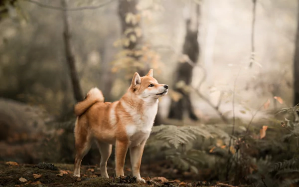 A Shiba Inu stands in a misty forest with soft, blurred background creating a depth of field effect. The HD wallpaper showcases the dog in a serene natural setting.