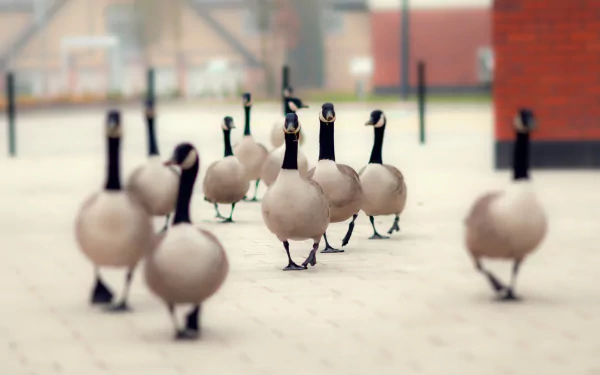 HD desktop wallpaper featuring a group of Canada geese walking on a paved surface with a blurred background, highlighting the birds in sharp focus.