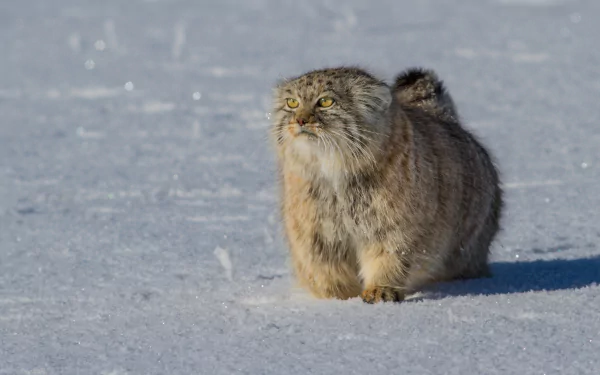 HD desktop wallpaper featuring a Pallas's cat standing on snow, showcasing its thick fur and intense gaze in a natural animal setting.