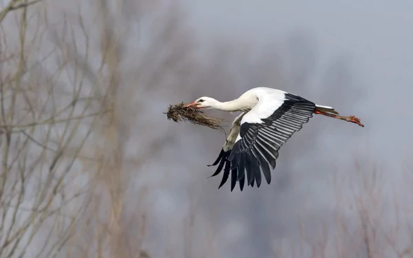 White stork in flight carrying nesting material, captured in sharp detail against a blurred natural background, HD desktop wallpaper showcasing this elegant bird.