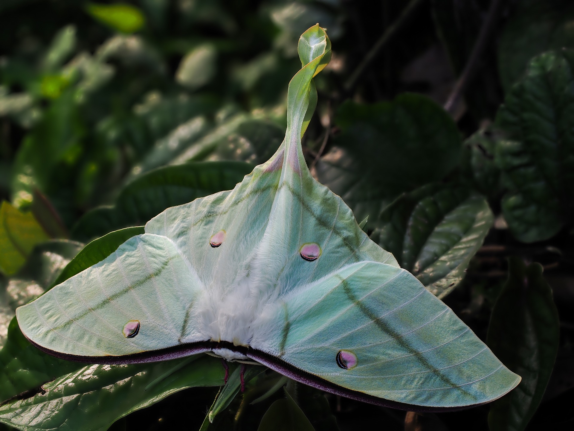 Green Luna Moth by ThuyHaBich