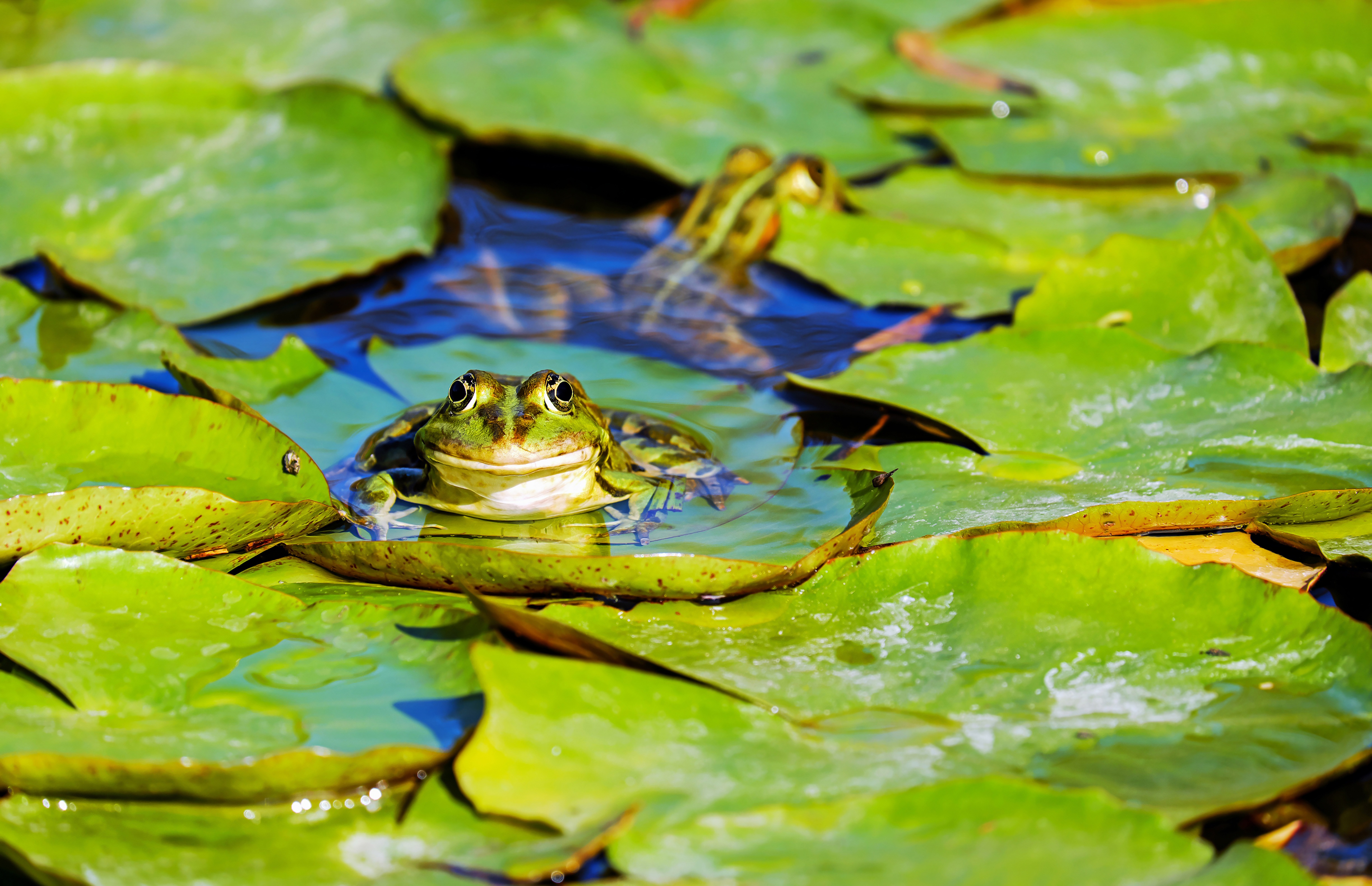 Green Frog on a Lily Pad by Couleur
