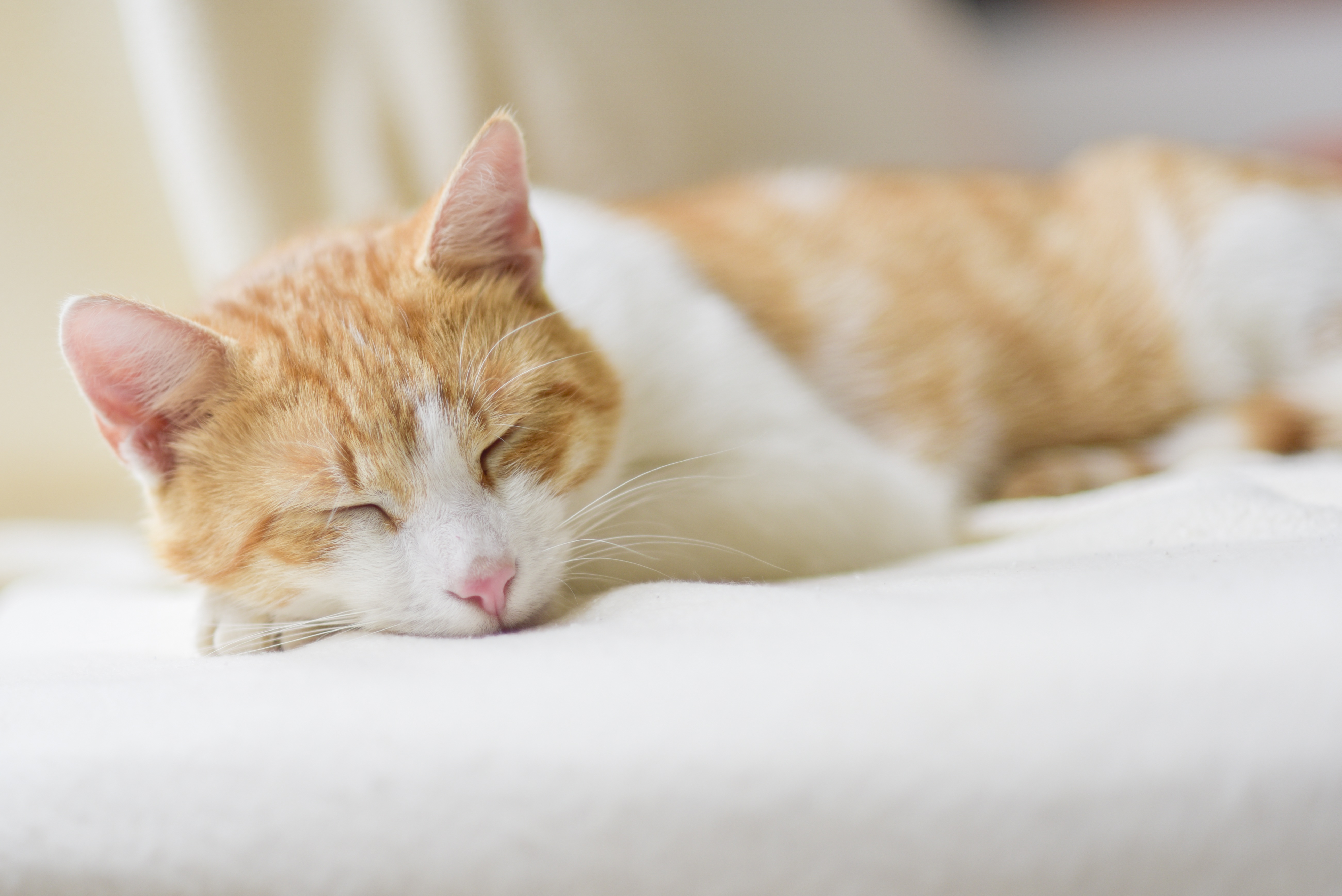 Download Sleeping Animal Cat 4k Ultra Hd Wallpaper