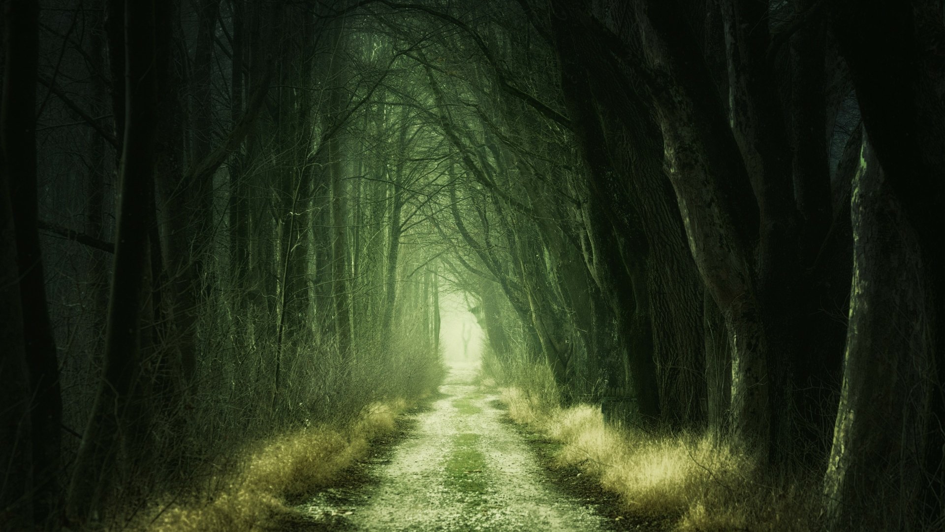 Dark Forest Road, HD wallpaper | Peakpx