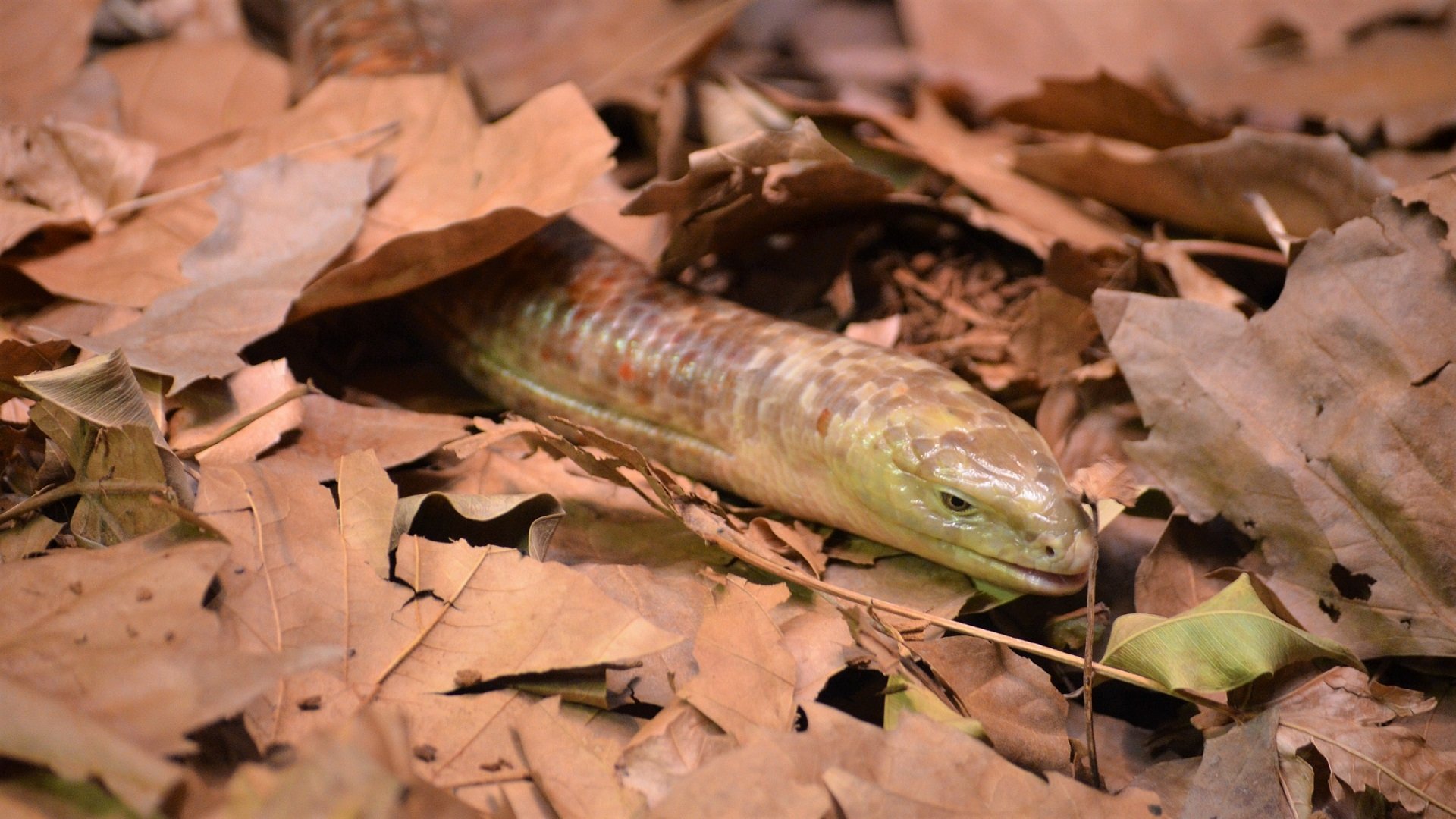 Sheltopusik, European Legless Lizard,Taronga Zoo, Sydney by lonewolf6738