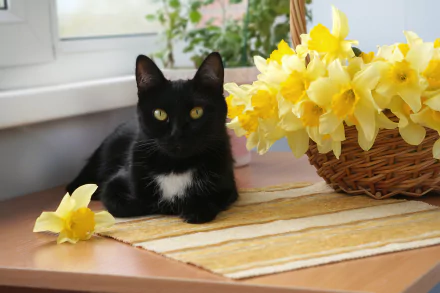 A black cat with a white patch on its chest stares calmly beside a basket of vibrant yellow daffodils on a table, captured in a HD desktop wallpaper.