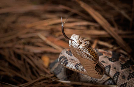 Close-up HD image of a rattlesnake reptile with its tongue flicking out, set against a natural background, designed as a PC desktop wallpaper.