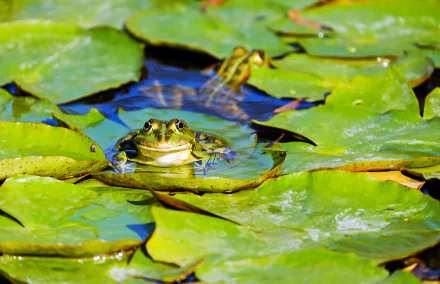 4K Ultra HD PC desktop wallpaper: frog amphibian resting among green lily pads on water, vibrant animal close-up background.