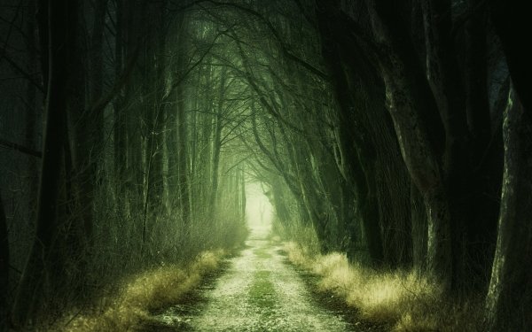 Sinister Forest HD Wallpaper | Background Image | 1920x1200