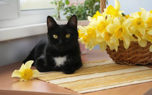 A black cat with a white patch on its chest stares calmly beside a basket of vibrant yellow daffodils on a table, captured in a HD desktop wallpaper.