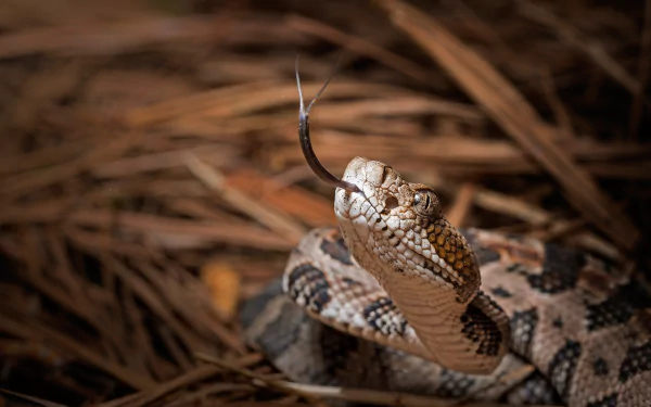 Close-up HD image of a rattlesnake reptile with its tongue flicking out, set against a natural background, designed as a PC desktop wallpaper.