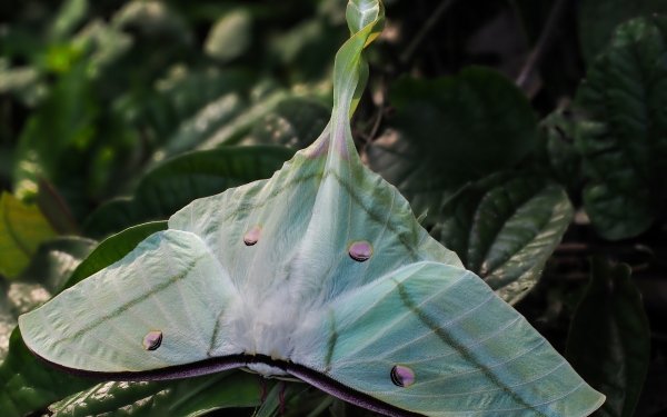 Animal Luna Moth Moth Insect HD Wallpaper | Background Image