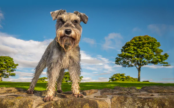 dog Animal schnauzer HD Desktop Wallpaper | Background Image
