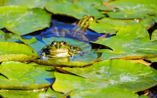Animal Frog Frogs Lily Pad Amphibian HD Wallpaper | Background Image