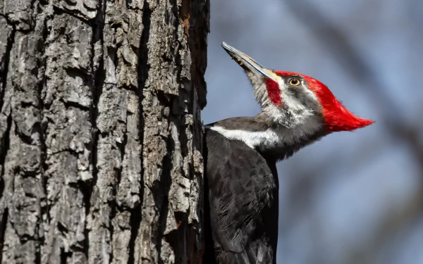 HD PC desktop wallpaper of a woodpecker (bird, Animal) clinging to a tree trunk with a bright red crest against a soft blue-gray background.