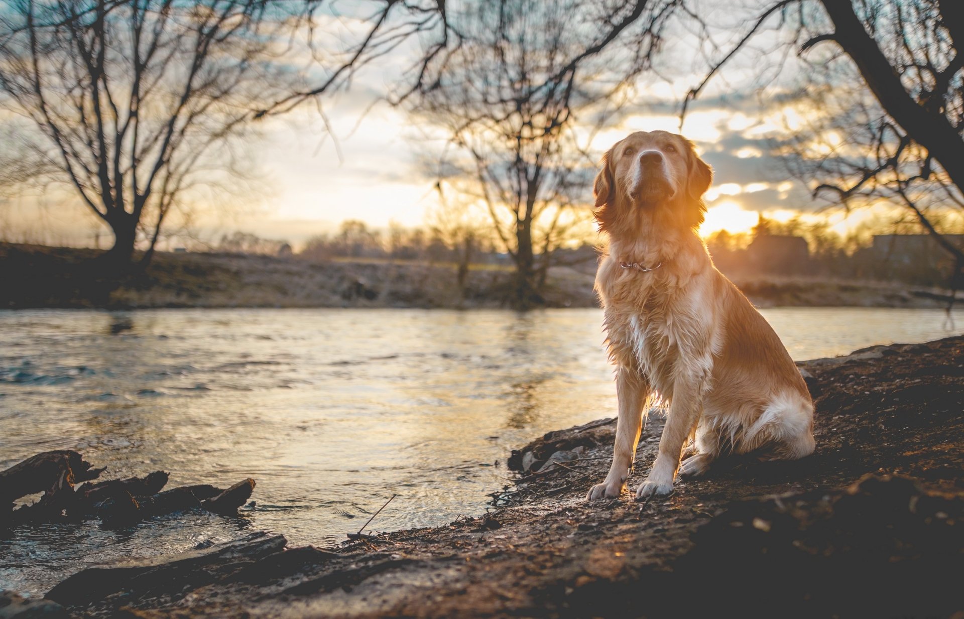 2K Quad HD Labrador: Golden Sunset Depth-of-Field Wallpaper | 2560x1644 ...
