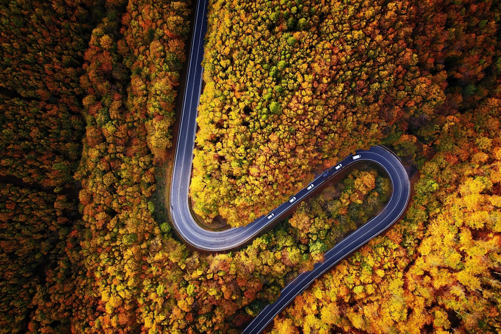 Download Fall Tree Aerial Man Made Road HD Wallpaper | 2500x1667 ...