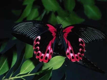HD desktop wallpaper featuring a butterfly with striking black and red wings, perched on lush green leaves.