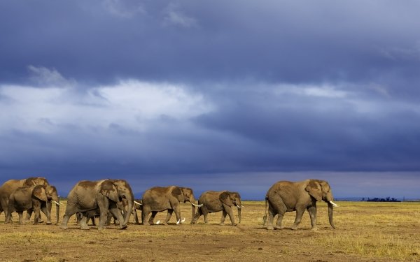 Animal African bush elephant Elephants HD Wallpaper | Background Image