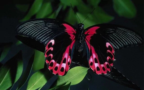 HD desktop wallpaper featuring a butterfly with striking black and red wings, perched on lush green leaves.