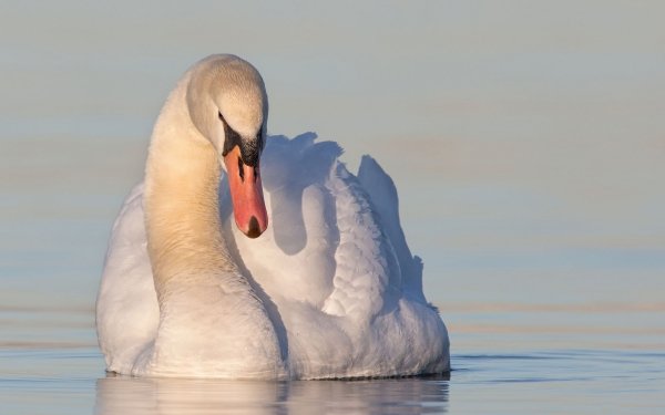 Animal Mute swan Birds Swans Swan Bird HD Wallpaper | Background Image