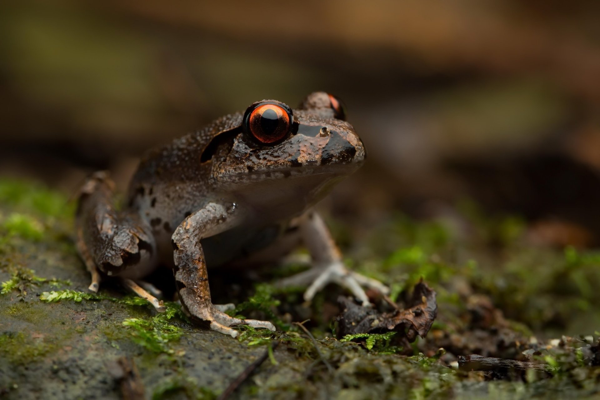 Download Amphibian Macro Animal Frog  HD Wallpaper