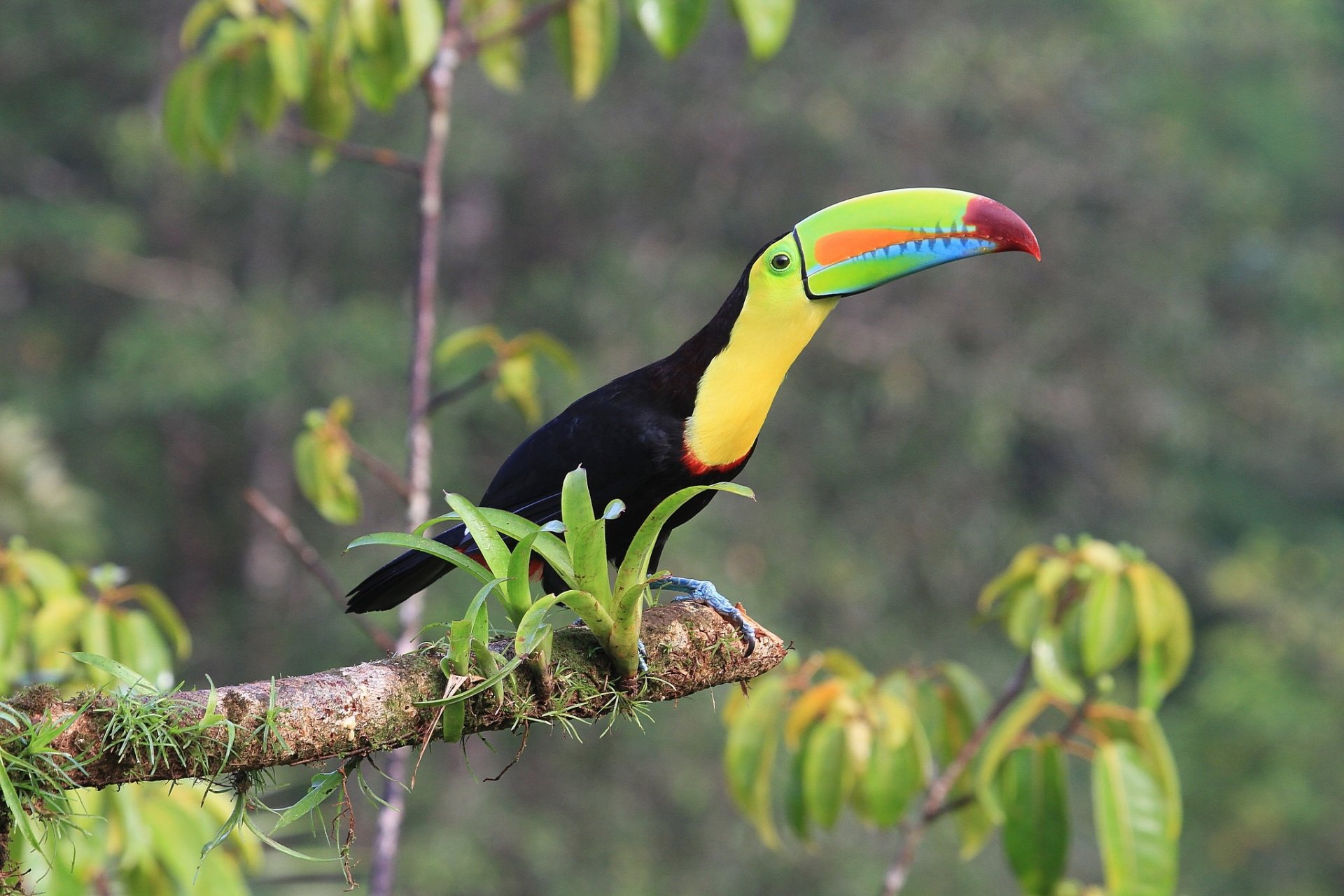 Download Beak Bird Animal Toucan HD Wallpaper