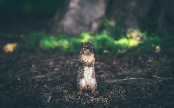 rodent Animal squirrel HD Desktop Wallpaper | Background Image