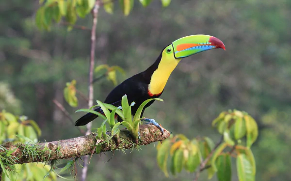 beak bird Animal toucan HD Desktop Wallpaper | Background Image
