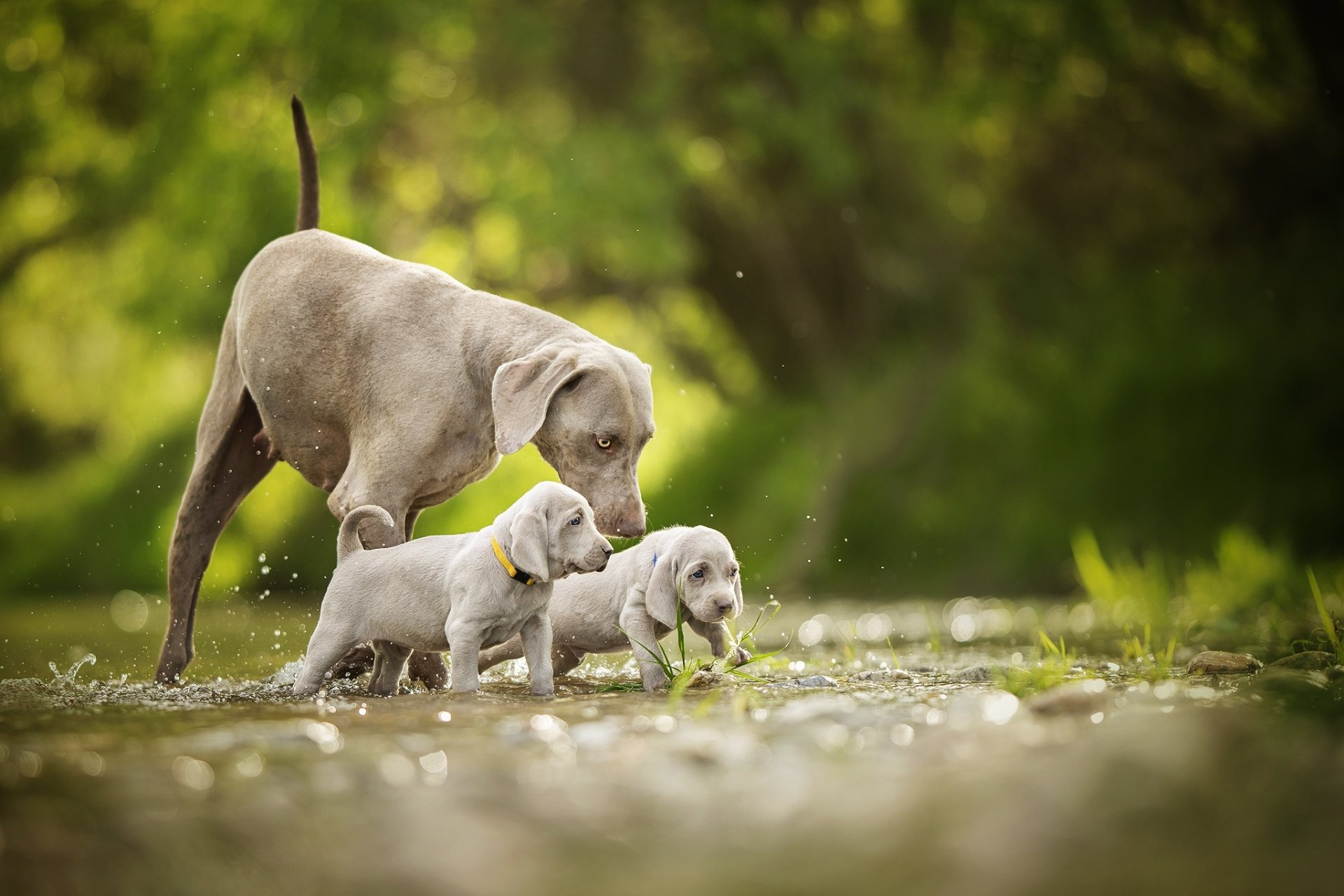 Adult Weimaraner with two curious puppies in sunlit grass — HD PC desktop wallpaper and background of baby animal dogs.